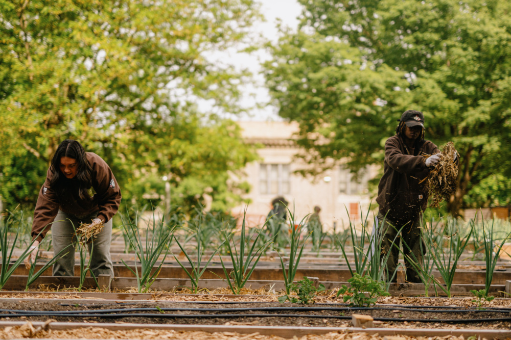 Two young people tend to an urban farm, harvesting green onions from a field below trees and buildings