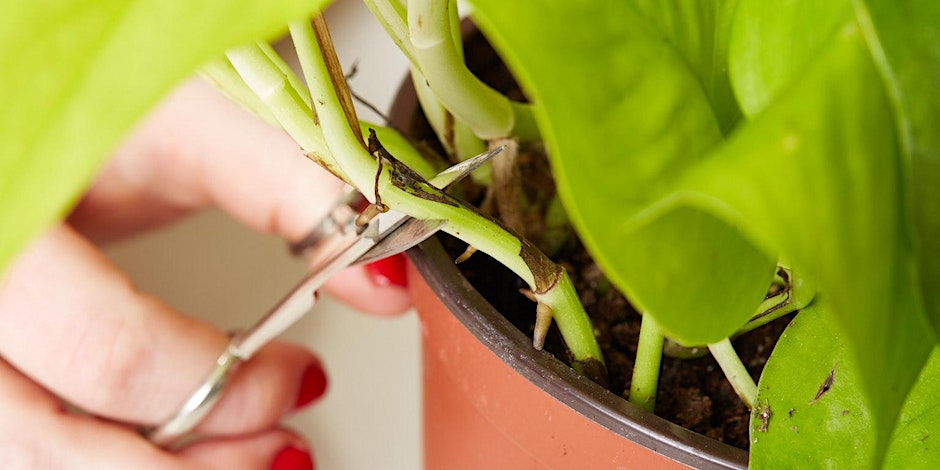 A person cutting a plant in a pot.