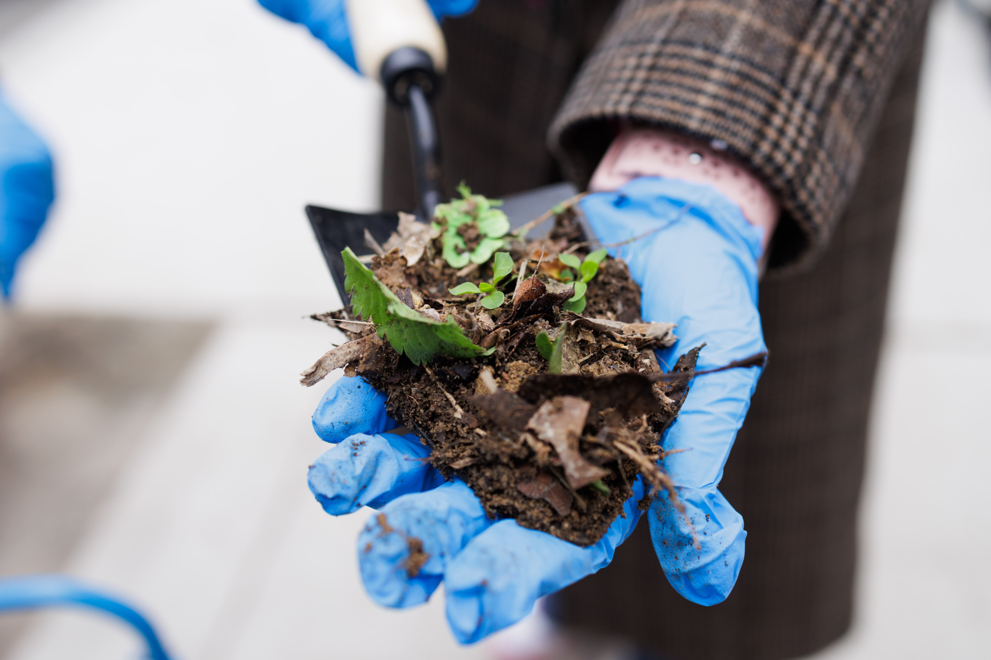 A person wearing blue gloves holds a small plant with soil in their hands, examining it closely.