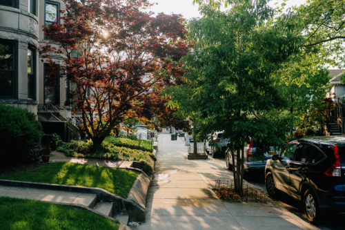Tree-lined residential street basked in soft sunlight with parked cars on the side.