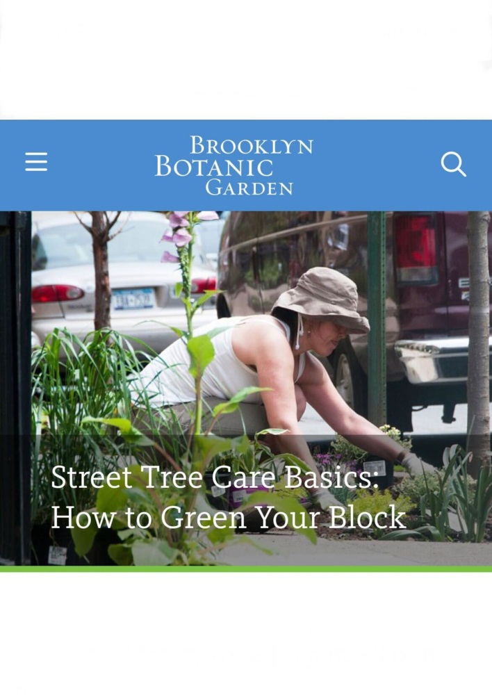 A woman plants flowers by the curb outside brooklyn botanic garden, as advertised on the page promoting street tree care.