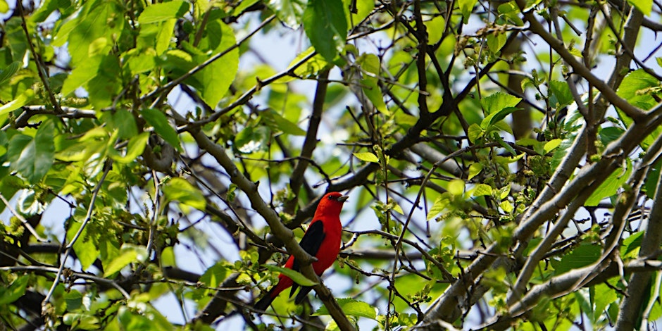 A bright red bird with a black face perched on a branch among green leaves.