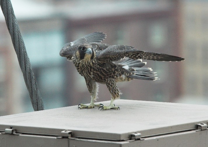 A peregrine falcon chick with wings partially spread stands on a rooftop ledge, with a blurred urban background.