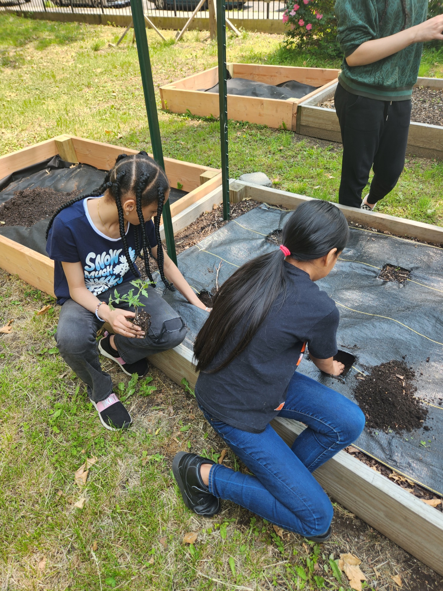 Two people engaged in planting activity in wooden raised garden beds outdoors. One is kneeling and placing soil, while the other is holding a plant.