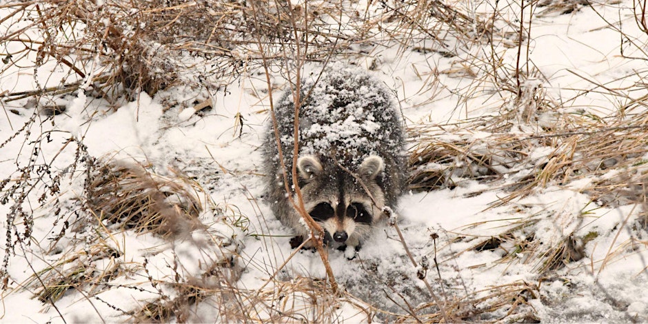 A raccoon covered in snow crouches among dry grass and plants in a snowy landscape.