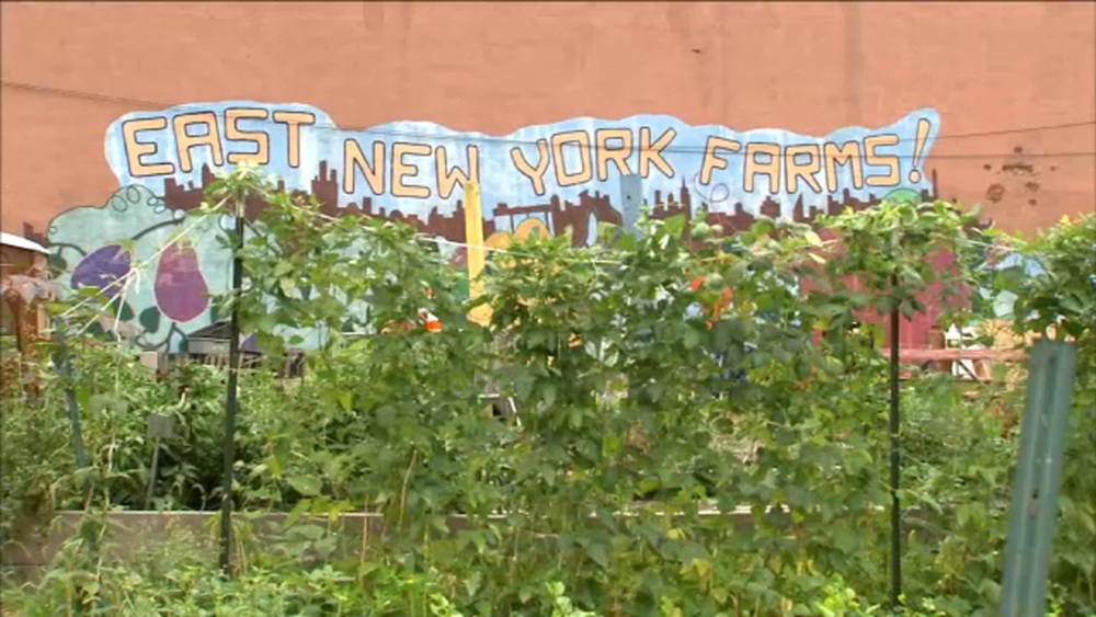 A community garden with green plants in the foreground and a mural on the wall behind that reads “East New York Farms!” in large letters.