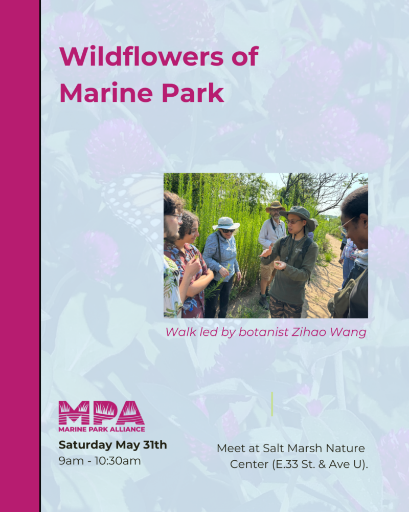A group of people listen to a botanist speaking outdoors surrounded by greenery at a Wildflowers of Marine Park event. Event details are listed on the flyer.