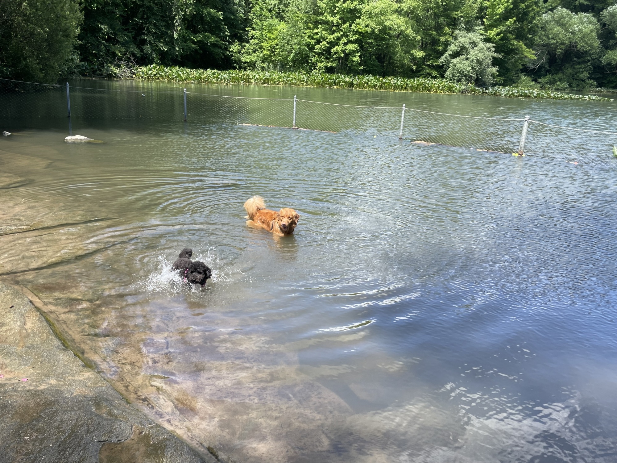 Two dogs stand in shallow water near the edge of a pond, with trees and greenery in the background on a sunny day.