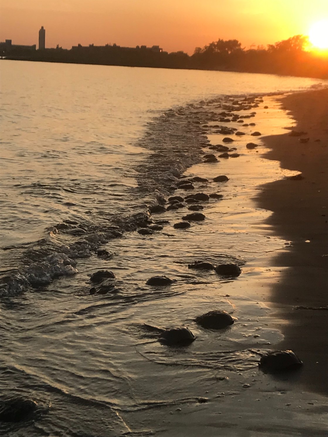Horseshoe crabs line the shoreline at sunset, with gentle waves washing over them and the sun setting in the background.