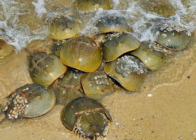 A group of horseshoe crabs clustered together at the edge of the shoreline, partially covered by waves and sand.