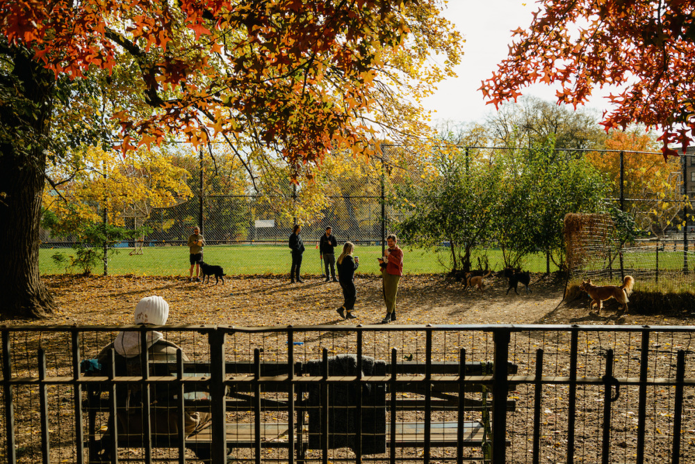 People and dogs are in a fenced dog park on a sunny autumn day, with colorful leaves on the trees and a person sitting on a bench in the foreground.