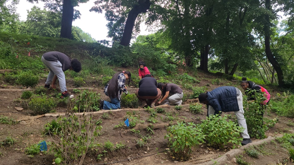 A group of people are bent over, working together to weed or tend plants on a sloped, terraced garden surrounded by trees.