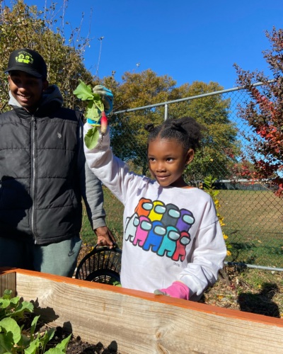 A young girl holds up a freshly picked radish while standing next to an adult in a community garden on a sunny day.