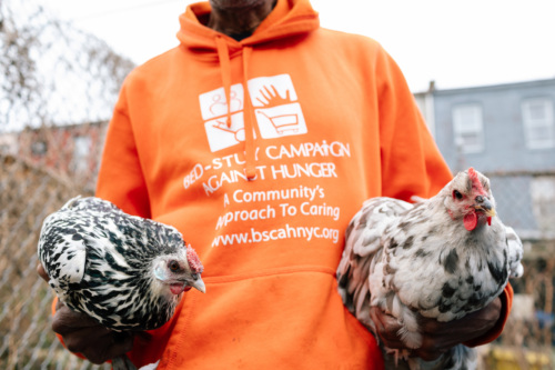 Person in an orange “Bed-Stuy Campaign Against Hunger” hoodie holds two chickens, one in each hand, outdoors near a fence.